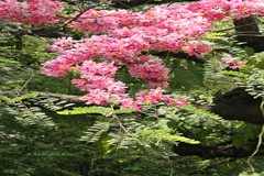 Cassia javanica